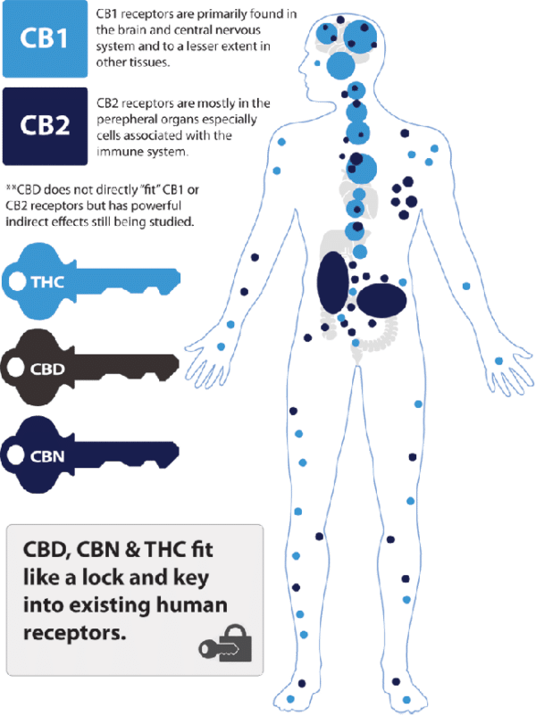 About cbd and how it works